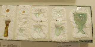 Pieces of a broken glass bottle