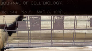 Vesicular microfiche.